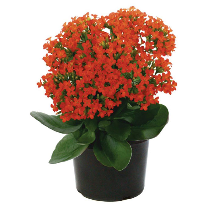 Kalanchoe