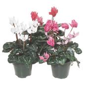 Cyclamen, pot de 4,5