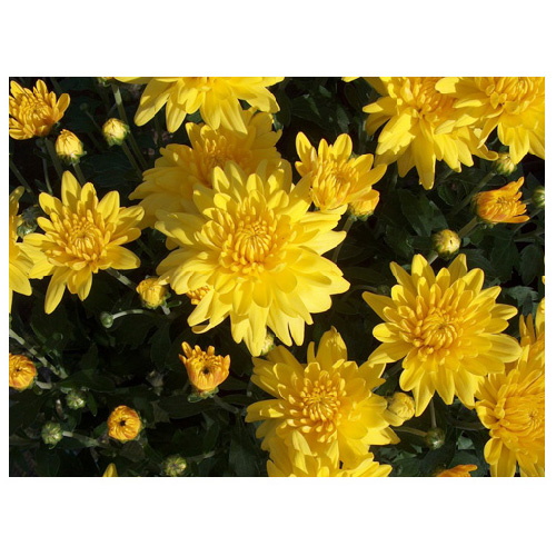 Chrystanthemum - 4.5" Pot - Assorted Colours