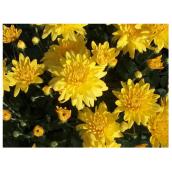 Chrysanthème, pot de 4,5