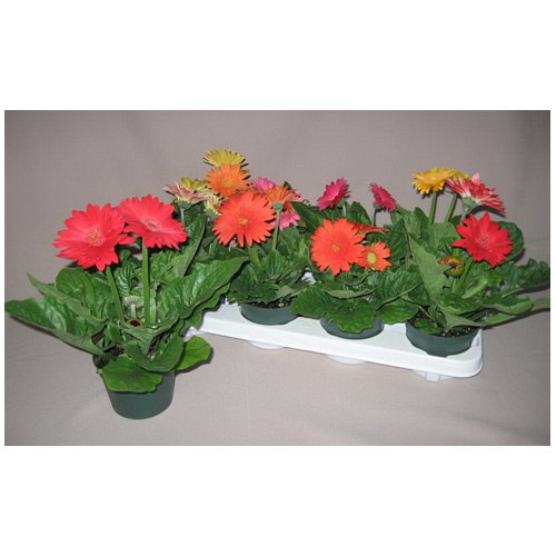 Marche Floral Gerbera - 4.5"