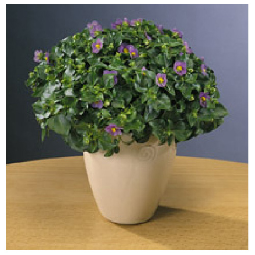 Persian Violet in a 4.5-in Pot