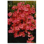Azalée Select, Marché Floral, couleurs assorties, pot de culture de 4,5 po