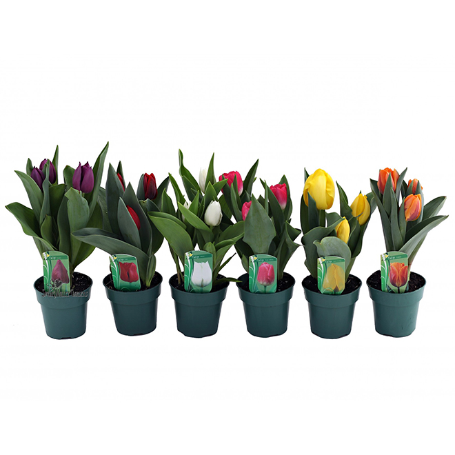 Potted Tulips - 4" - Assorted Colours