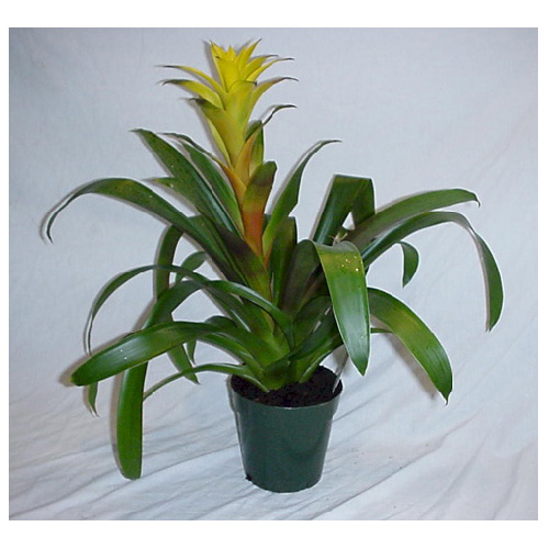 Assorted Flowering Bromeliad - 4'' Grower Pot