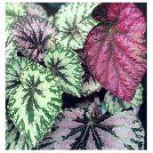 Rex Begonia - 4