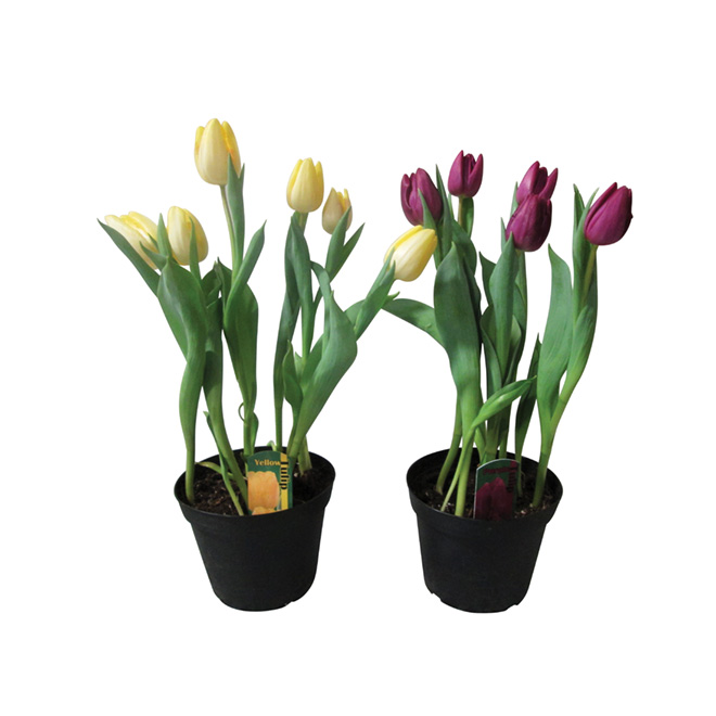 MARCHE FLORAL Tulipes 690-06 | RONA