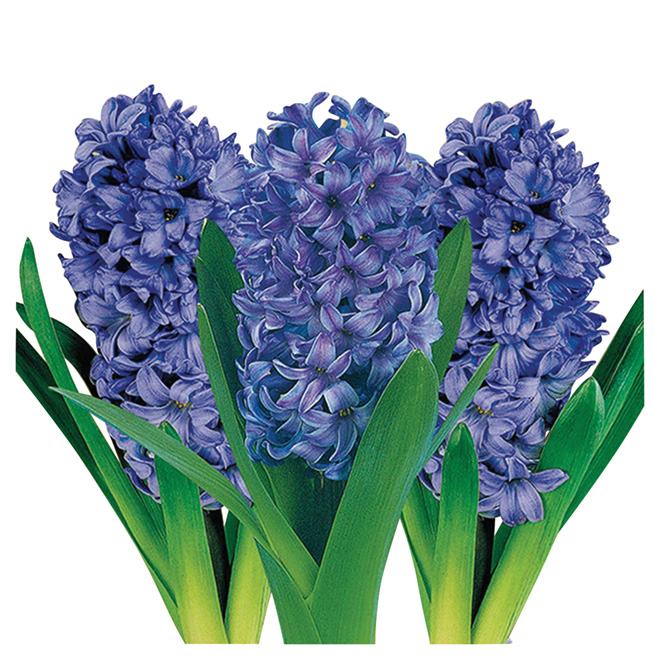 Hyacinth