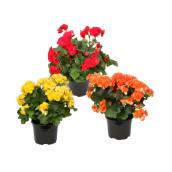Bégonia reiger, pot suspendu, 6", couleurs assorties