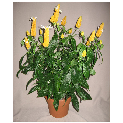 Yellow Pachystachis Lutea in a 10-in Pot