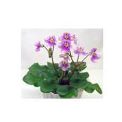 Violette Africaine miniature, pot de 2,25 po, couleurs assorties