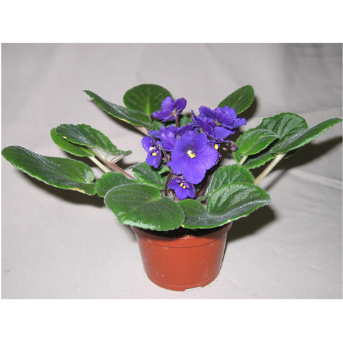 MARCHE FLORAL Violette africaine, 4