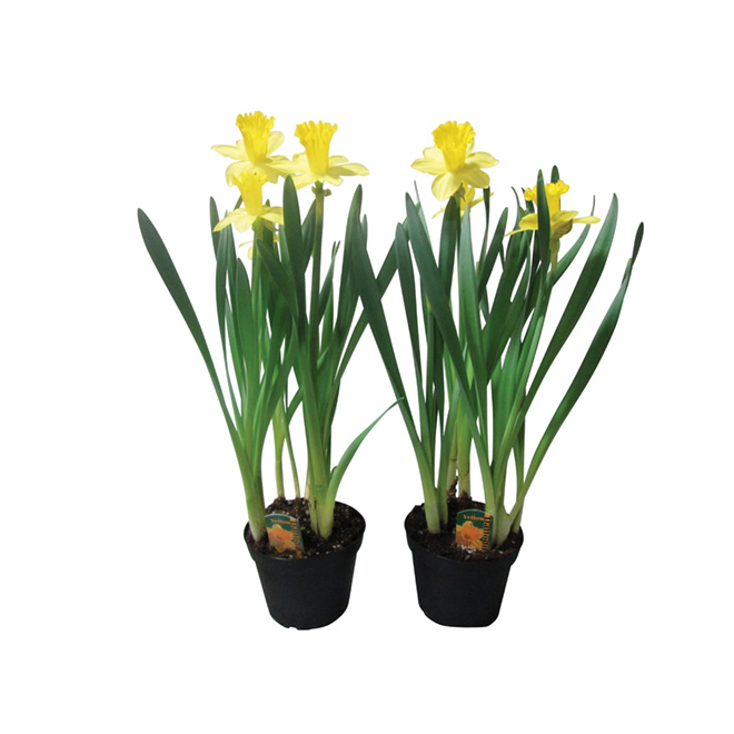 Daffodils