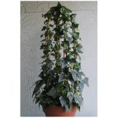 Hedera Topiaire, Marché Floral, pot de culture de 10 po