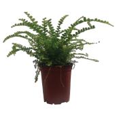 Assorted Fern Plant - 4" Pot