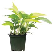 Pothos Neon Plant - 4" - Green