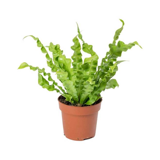 Marché Floral Assorted Indoor Plants - Fern Asplenium in 4-in Pots