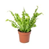 Marché Floral Assorted Indoor Plants - Fern Asplenium in 4-in Pots