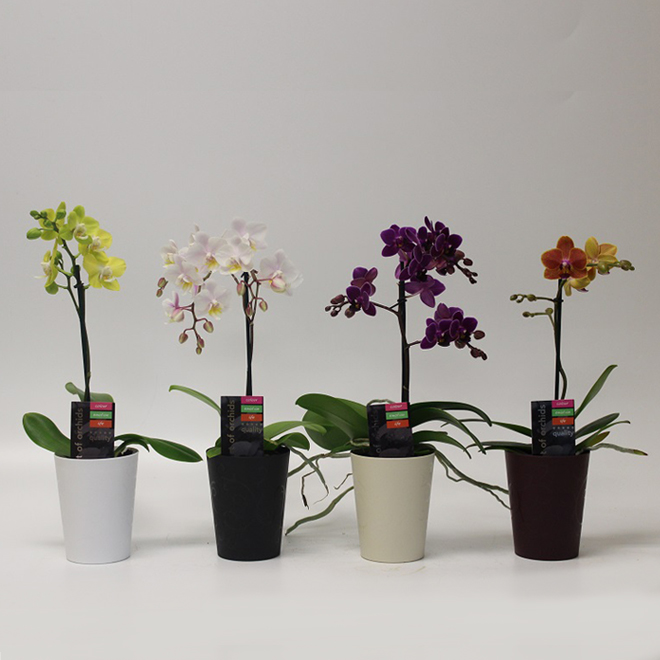 Tesori Dell'Caroline Bandiera Da Giardino Orchidea - 27,9x38,1 Cm - 100% Poliestere Double Face - Multicolore, Piccola