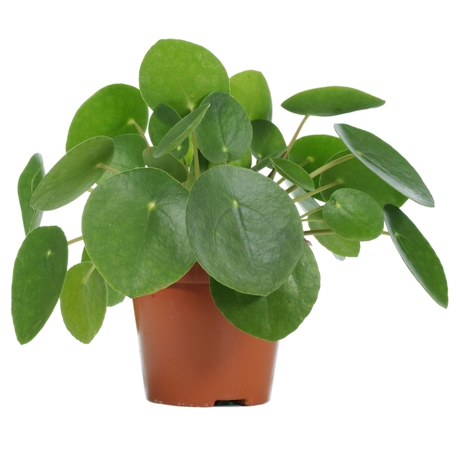 Marché Floral Assorted Indoor Plants - Pilea Peperomiodes in 4-in Pots