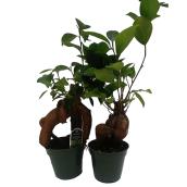 Plantes d'intérieur assorties Marché Floral, Ficus Ginseng en pots 4 po