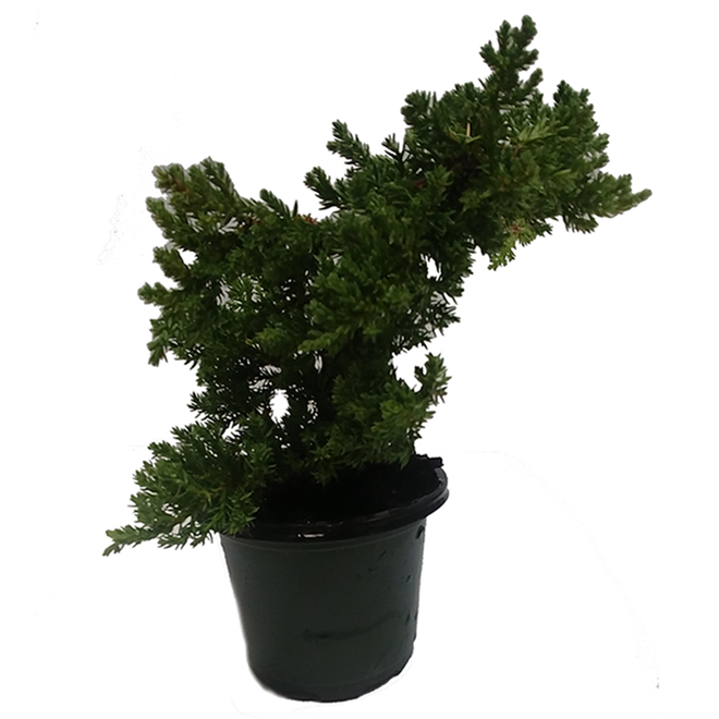 Marché Floral Juniperus Assorted Bonsaï Plant in 4-in Pot
