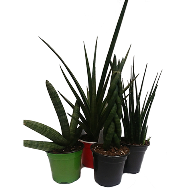 Marché Floral Assorted Indoor Plants - Sanseviera Premium in 4-in Pots