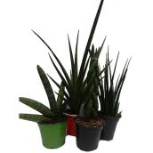 Marché Floral Assorted Indoor Plants - Sanseviera Premium in 4-in Pots