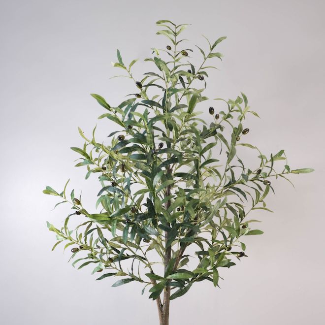 National Plant Network 1-Gallon White Fruit Olive Tree In Pot