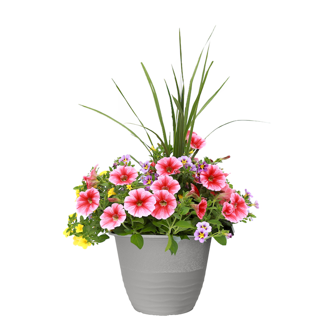 Flowering Plant Arrangement - 13-in Pot - Assorted Colours PL13 | RONA