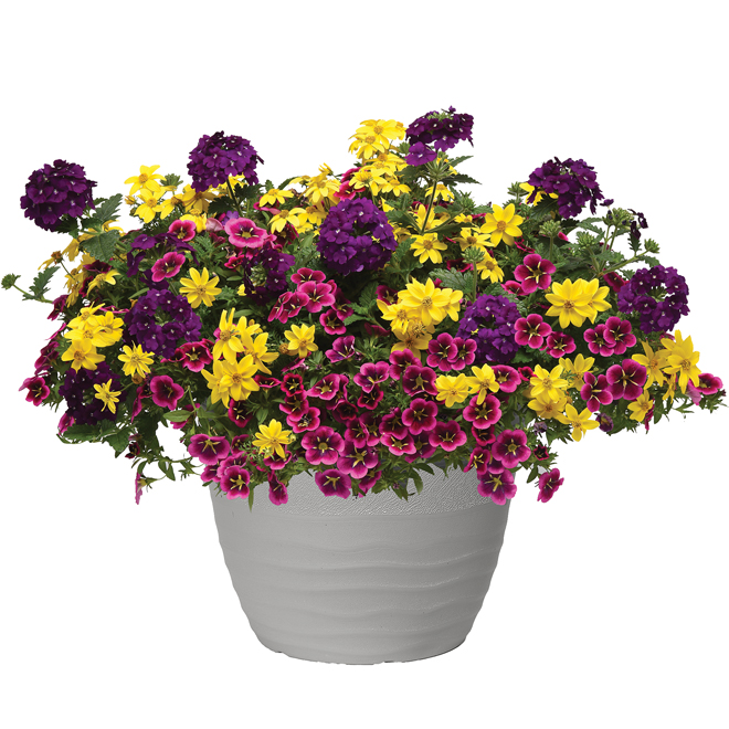 Flowering Plant Arrangement - 13-in Pot - Assorted Colours PL13 | RONA