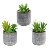 Danson Decor Assorted Plastic Succulent Plant - Ceramic Pot - 6- to 8-in
