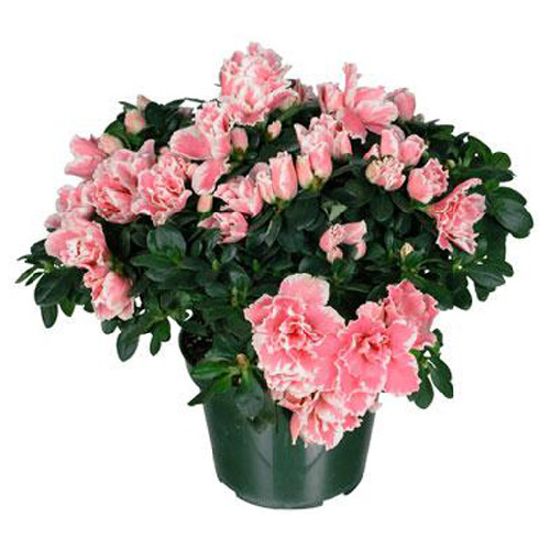 Vanderveen's Greenhouses - Azalea - 6-in Grower Pot 11162 | RONA