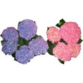 Vanderveen's Premium Variety Hydrangea - 6.5-in - Assorted Colours - Long Lasting Bloom