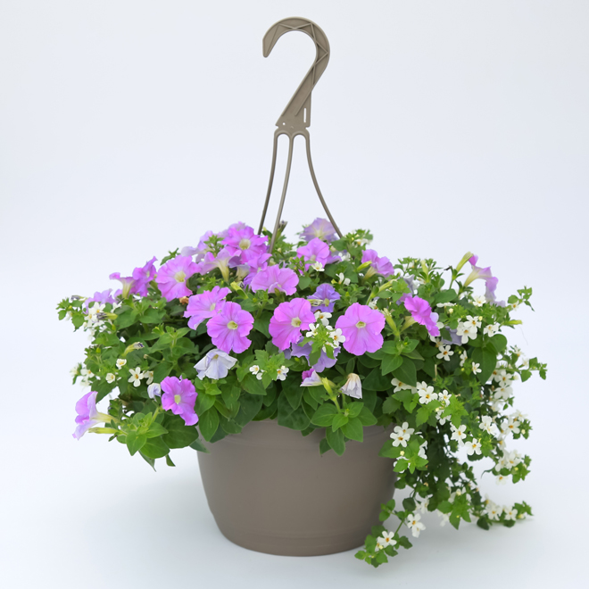 Assorted Annual Hanging Basket 10in 30024 RONA