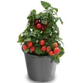 Vegetable Plant - 10-in - Assorted