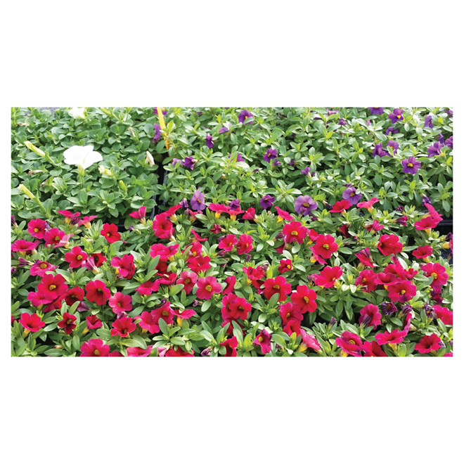 VANDERVEEN'S Basket Stuffer 3in Assorted Colours 30015 RONA