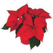 Poinsettia. Vanderveen's Greenhouses, couleur assortie, pot de culture 4,5 po