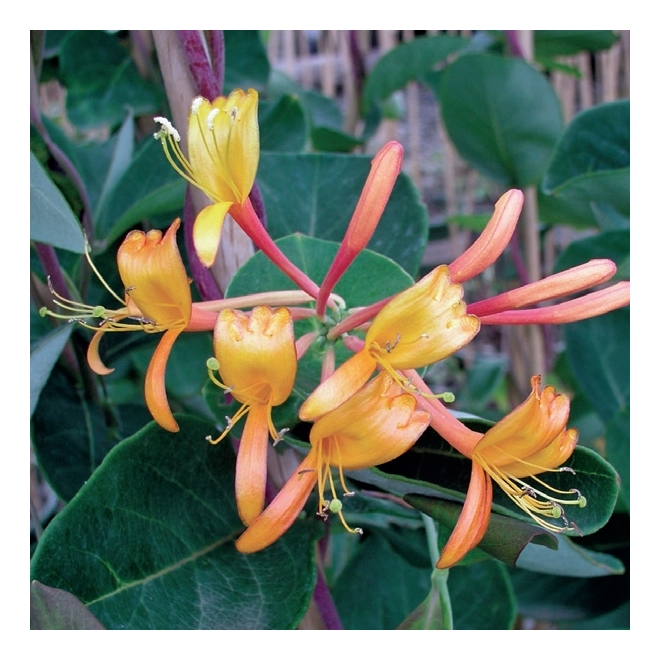 1-Gallon Assorted Lonicera - Honeysuckle EC | RONA