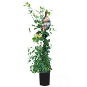 1-Gallon Assorted Lonicera - Honeysuckle