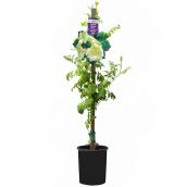 Vine in 1-gal. Pot - Assorted