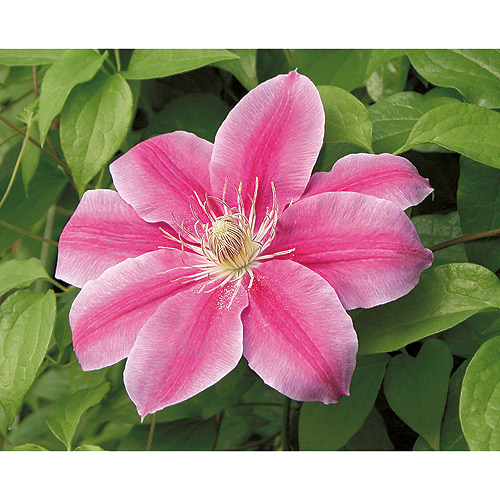 Clematis - 1-gal. Pot - Assorted Colours