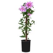 Clematis - 1-gal. Pot - Assorted Colours