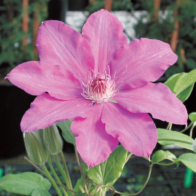 Clematis - 1-gal. Pot - Assorted Colours