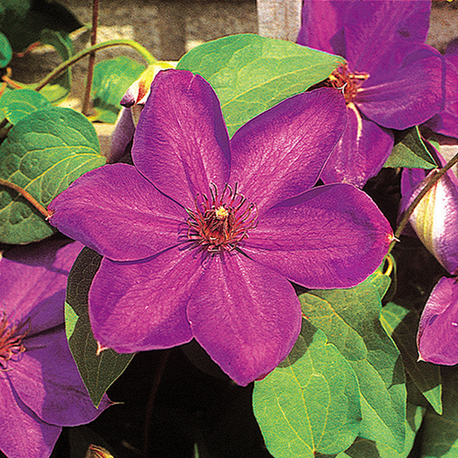 Clematis - 1-gal. Pot - Assorted Colours