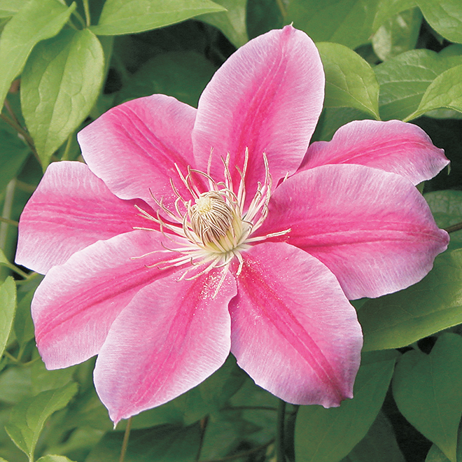 Clematis - 1-gal. Pot - Assorted Colours
