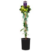 Clearview Assorted Actinidia Kiwi - 1-Gallon Container