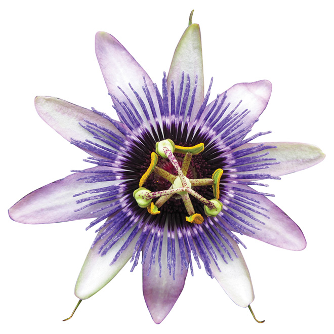 Passiflora - Vine - 1-gal. - Assorted