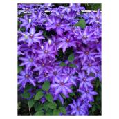 Clearview - Clematis Royal Cascade(TM) - 1 Ga