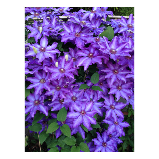 Clearview - Clematis Royal Cascade(TM) - 1 Ga